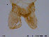  (Chaetocladius sp - ES293)  @13 [ ] CreativeCommons - Attribution Non-Commercial Share-Alike (2013) NTNU Museum of Natural History and Archaeology NTNU Museum of Natural History and Archaeology