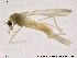  (Micropsectra uva - ES347)  @11 [ ] CreativeCommons - Attribution Non-Commercial Share-Alike (2013) NTNU Museum of Natural History and Archaeology NTNU Museum of Natural History and Archaeology