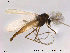  (Chaetocladius suecicus - ES382)  @13 [ ] CreativeCommons - Attribution Non-Commercial Share-Alike (2014) NTNU University Museum, Department of Natural History NTNU University Museum, Department of Natural History