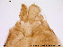  (Metriocnemus fuscipes - ES04)  @13 [ ] CreativeCommons - Attribution Non-Commercial Share-Alike (2013) NTNU Museum of Natural History and Archaeology NTNU Museum of Natural History and Archaeology
