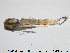  ( - ES427)  @13 [ ] CreativeCommons - Attribution Non-Commercial Share-Alike (2015) NTNU University Museum, Department of Natural History NTNU University Museum, Department of Natural History