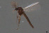  ( - ES443)  @11 [ ] Creative Commons  Attribution Non-Commercial Share-Alike (2021) NTNU University Museum, Department of Natural History NTNU University Museum, Department of Natural History