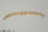  ( - ES481)  @11 [ ] Creative Commons  Attribution Non-Commercial Share-Alike (2021) NTNU University Museum, Department of Natural History NTNU University Museum, Department of Natural History