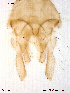  ( - To152)  @12 [ ] CreativeCommons - Attribution Non-Commercial Share-Alike (2011) NTNU Museum of Natural History and Archaeology NTNU Museum of Natural History and Archaeology