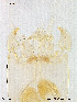  (Stempellinella ciliaris - To169)  @12 [ ] CreativeCommons - Attribution Non-Commercial Share-Alike (2011) NTNU Museum of Natural History and Archaeology NTNU Museum of Natural History and Archaeology