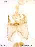  (Stempellinella saltuum - To189)  @12 [ ] CreativeCommons - Attribution Non-Commercial Share-Alike (2011) NTNU Museum of Natural History and Archaeology NTNU Museum of Natural History and Archaeology