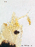  (Neostempellina - To332)  @13 [ ] CreativeCommons - Attribution Non-Commercial Share-Alike (2011) NTNU Museum of Natural History and Archaeology NTNU Museum of Natural History and Archaeology