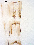  (Micropsectra oberaarensis - To349)  @12 [ ] CreativeCommons - Attribution Non-Commercial Share-Alike (2011) NTNU Museum of Natural History and Archaeology NTNU Museum of Natural History and Archaeology
