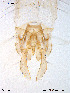  ( - To429)  @12 [ ] CreativeCommons - Attribution Non-Commercial Share-Alike (2011) NTNU Museum of Natural History and Archaeology NTNU Museum of Natural History and Archaeology