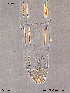  (Lithotanytarsus - To489)  @12 [ ] CreativeCommons - Attribution Non-Commercial Share-Alike (2011) NTNU Museum of Natural History and Archaeology NTNU Museum of Natural History and Archaeology