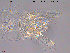  (Micropsectra seguyi - To333)  @12 [ ] CreativeCommons - Attribution Non-Commercial Share-Alike (2013) NTNU Museum of Natural History and Archaeology NTNU Museum of Natural History and Archaeology