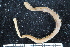  ( - ZMBN_106728)  @11 [ ] CreativeCommons - Attribution Non-Commercial Share-Alike (2015) University of Bergen University of Bergen, Natural History Collections