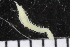  ( - ZMBN_106764)  @11 [ ] CreativeCommons - Attribution Non-Commercial Share-Alike (2015) University of Bergen University of Bergen, Natural History Collections