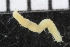  ( - ZMBN_106765)  @11 [ ] CreativeCommons - Attribution Non-Commercial Share-Alike (2015) University of Bergen University of Bergen, Natural History Collections