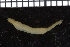  ( - ZMBN_106787)  @11 [ ] CreativeCommons - Attribution Non-Commercial Share-Alike (2015) University of Bergen University of Bergen, Natural History Collections