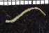  ( - ZMBN_106788)  @11 [ ] CreativeCommons - Attribution Non-Commercial Share-Alike (2015) University of Bergen University of Bergen, Natural History Collections