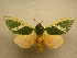  (Moresa obliquifascia - 10-MISC-017)  @14 [ ] Unspecified (default): All Rights Reserved  Unspecified Unspecified
