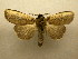  (Anita basipuncta - 10-MISC-135)  @14 [ ] Unspecified (default): All Rights Reserved  Unspecified Unspecified