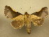  (Strophocerus cossoides - 10-MISC-154)  @14 [ ] Unspecified (default): All Rights Reserved  Unspecified Unspecified