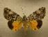 (Catocala n. sp. Schweitzer - 10-MISC-228)  @15 [ ] Unspecified (default): All Rights Reserved  Unspecified Unspecified