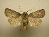  (Agrotis buchholzi - 10-MISC-375)  @14 [ ] No Rights Reserved (2010) James Sullivan Research Collection of J. B. Sullivan