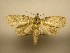  (Phastia basalis - 10-MISC-447)  @14 [ ] No Rights Reserved (2010) James Sullivan Research Collection of J. B. Sullivan