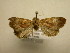  (Hampsonodes pygmaea - 11-MISC-0090)  @13 [ ] No Rights Reserved (2011) JB Sullivan Research Collection of J. B. Sullivan