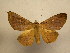  (Mazacyla lilacina - 11-MISC-0113)  @14 [ ] No Rights Reserved (2011) JB Sullivan Research Collection of J. B. Sullivan