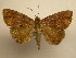 (Dyomyx sp - 11-MISC-0117)  @15 [ ] No Rights Reserved (2011) JB Sullivan Research Collection of J. B. Sullivan