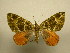  (Spargania leucocyma - 11-MISC-242)  @13 [ ] No Rights Reserved (2010) James Sullivan Research Collection of J. B. Sullivan