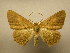  (Isochromodes sp - 11-MISC-269)  @14 [ ] No Rights Reserved (2010) James Sullivan Research Collection of J. B. Sullivan