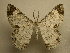  (Epimecis diffundaria - 11-MISC-270)  @14 [ ] No Rights Reserved (2010) James Sullivan Research Collection of J. B. Sullivan