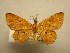  (Cyclophora ferruginata - 11-MISC-277)  @13 [ ] No Rights Reserved (2010) James Sullivan Research Collection of J. B. Sullivan