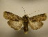  (Acanthodica penicillum - 11-MISC-291)  @14 [ ] No Rights Reserved (2010) James Sullivan Research Collection of J. B. Sullivan