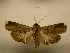 (Acanthodica drucei - 11-MISC-292)  @13 [ ] No Rights Reserved (2010) James Sullivan Research Collection of J. B. Sullivan