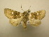  (Pastona sp - 11-MISC-317)  @14 [ ] No Rights Reserved (2010) James Sullivan Research Collection of J. B. Sullivan