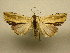  (Antachara denterna - 11-MISC-334)  @14 [ ] No Rights Reserved (2010) James Sullivan Research Collection of J. B. Sullivan