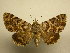  (Coenipeta polynoe - 11-MISC-376)  @15 [ ] No Rights Reserved (2010) James Sullivan Research Collection of J. B. Sullivan