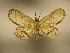  (Freilla sp - 11-MISC-443)  @13 [ ] No Rights Reserved (2010) James Sullivan Research Collection of J. B. Sullivan