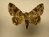  (Coenipeta phasis - 11-MISC-450)  @12 [ ] No Rights Reserved (2010) James Sullivan Research Collection of J. B. Sullivan