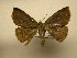  (Drepanoblemma incurvata - 11-MISC-459)  @13 [ ] No Rights Reserved (2010) James Sullivan Research Collection of J. B. Sullivan