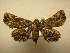  (Goniohelia pangraptica - 11-MISC-612)  @14 [ ] No Rights Reserved (2010) James Sullivan Research Collection of J. B. Sullivan