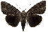  (Catocala lacrymosa - 11-MISC-660)  @15 [ ] No Rights Reserved (2010) James Sullivan Research Collection of J. B. Sullivan
