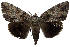  ( - 11-MISC-661)  @14 [ ] No Rights Reserved (2010) James Sullivan Research Collection of J. B. Sullivan