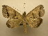  (Ptichodis herbarum - 11-MISC-800)  @14 [ ] No Rights Reserved (2011) JB Sullivan Research Collection of J. B. Sullivan