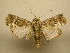 (Acanthodica spendens - 11-MISC-812)  @13 [ ] No Rights Reserved (2011) JB Sullivan Research Collection of J. B. Sullivan