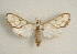  (Cirrhochrista sp. ACS8021 - KLM Lep 02145)  @14 [ ] CreativeCommons - Attribution Non-Commercial Share-Alike (2015) Christian Wieser Landesmuseum Kärnten