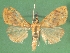  (Hyalobathra olesialis - KLM Lep 02966)  @12 [ ] CreativeCommons - Attribution Non-Commercial Share-Alike (2015) Christian Wieser Landesmuseum Kärnten