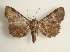  (Argyrolopha - KLM Lep 02972)  @15 [ ] CreativeCommons - Attribution Non-Commercial Share-Alike (2015) Christian Wieser Landesmuseum Kärnten
