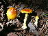  (Amanita cf. flavorubescens - DJM 1519)  @11 [ ] CreativeCommons - Attribution Non-Commercial Share-Alike (2010) Bell Museum of Natural History, University of Minnesota Royal Ontario Museum